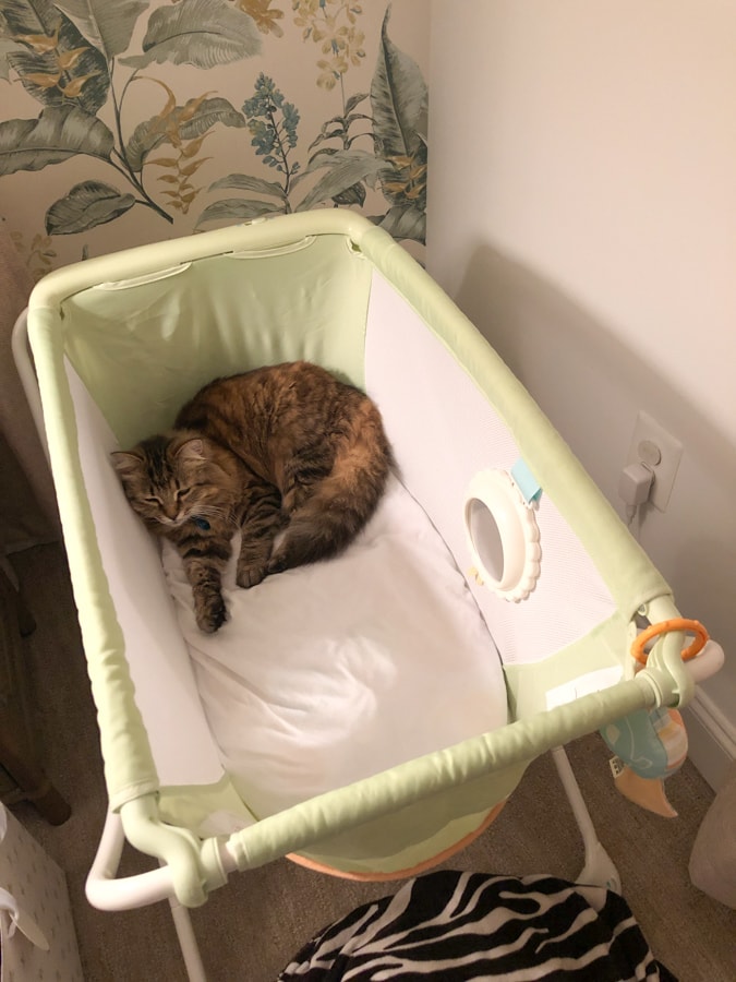 cat in a baby bassinet