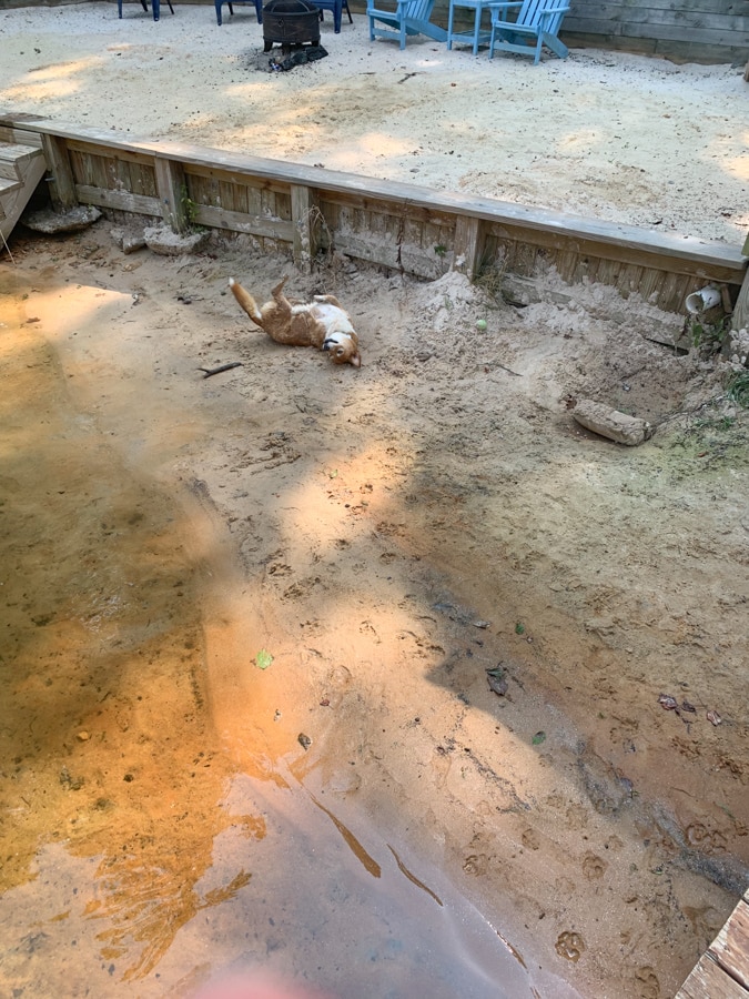dog rolling in sand