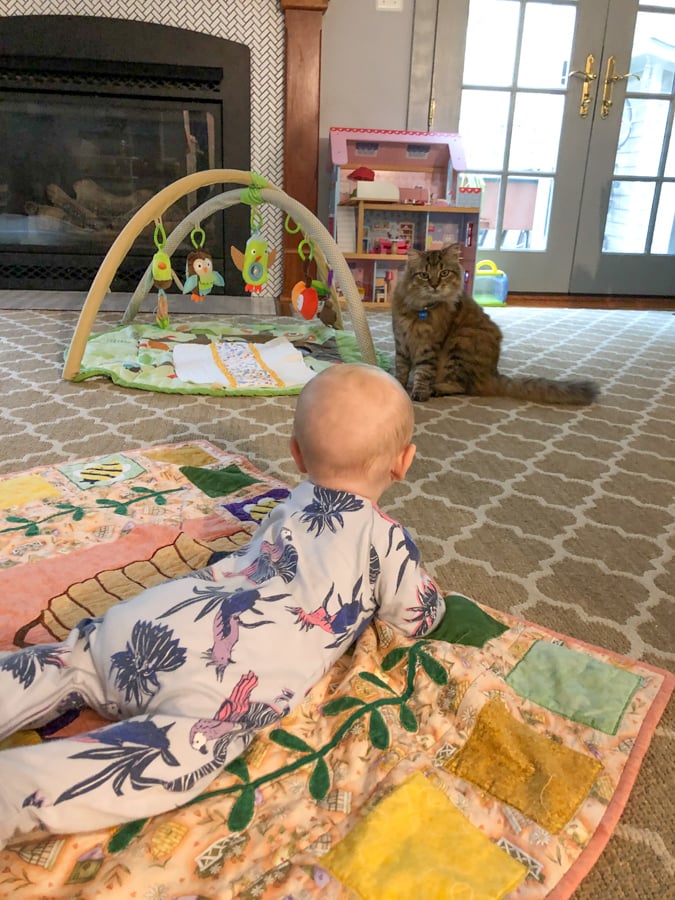 baby looking at cat