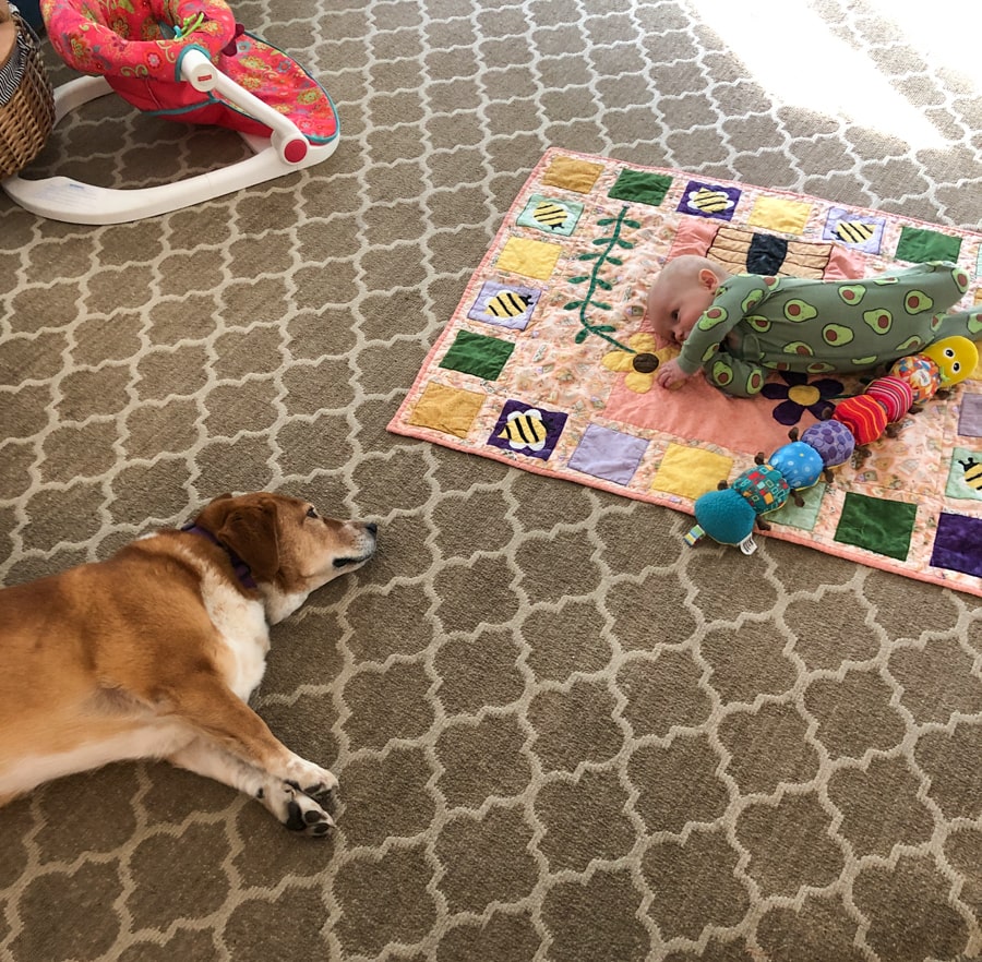 dog and baby