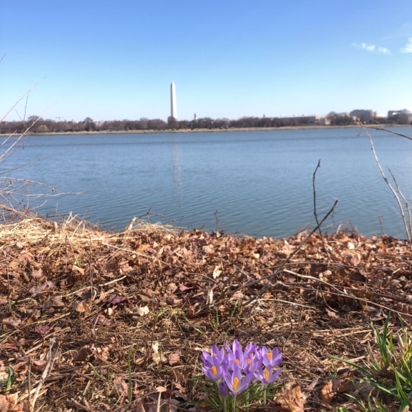 purple flowers on the banks of the Potomac river