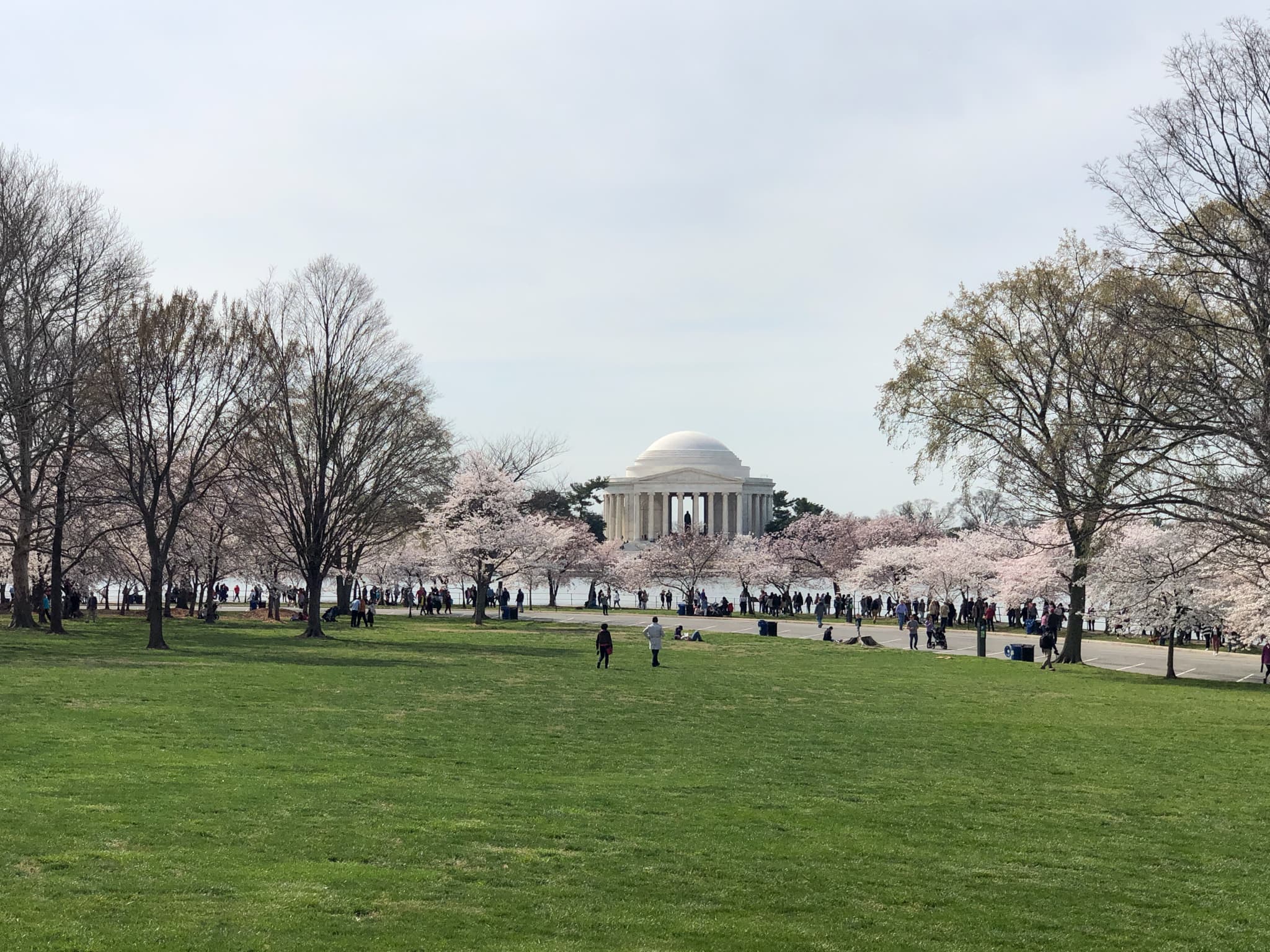 view of the jefferson memorial and the cherry blossoms