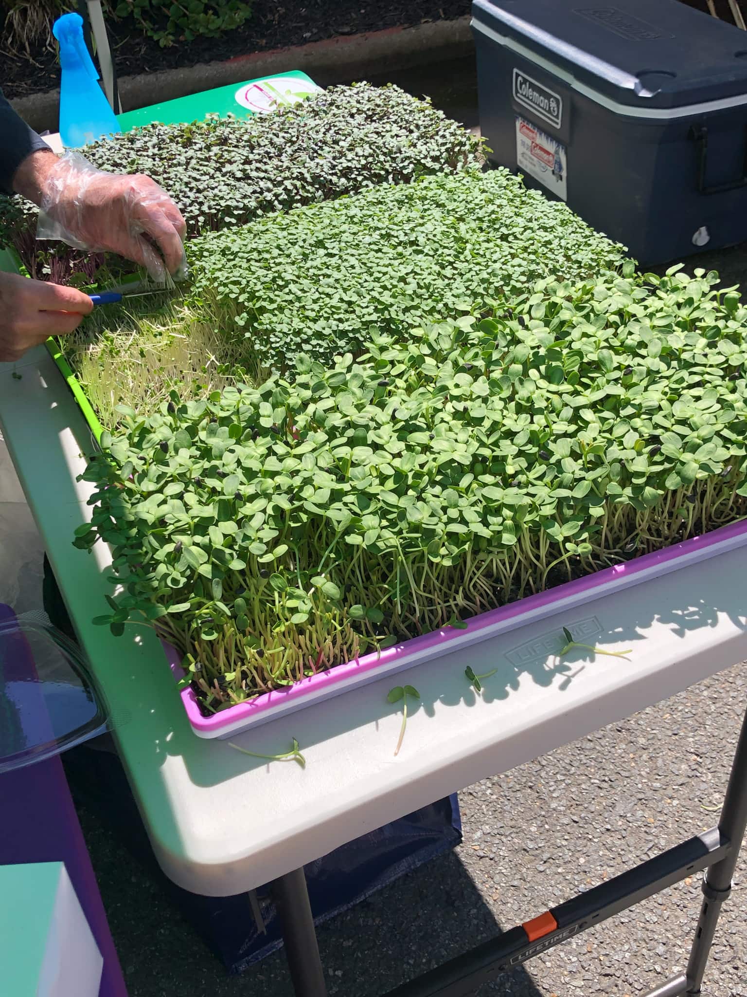microgreens