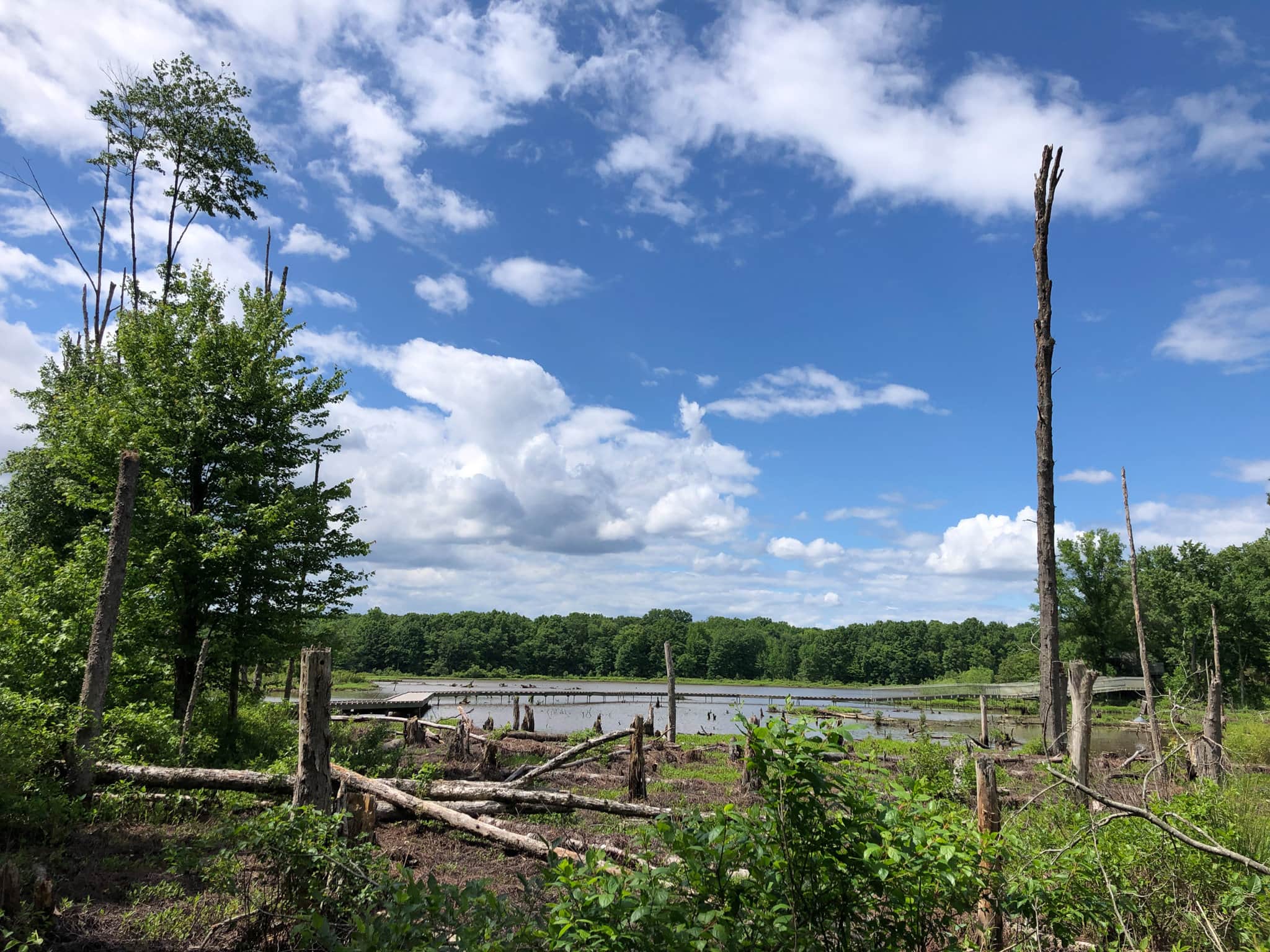 huntley meadows view in May