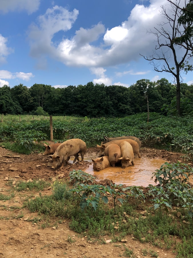 pigs at catoctin mountain farm