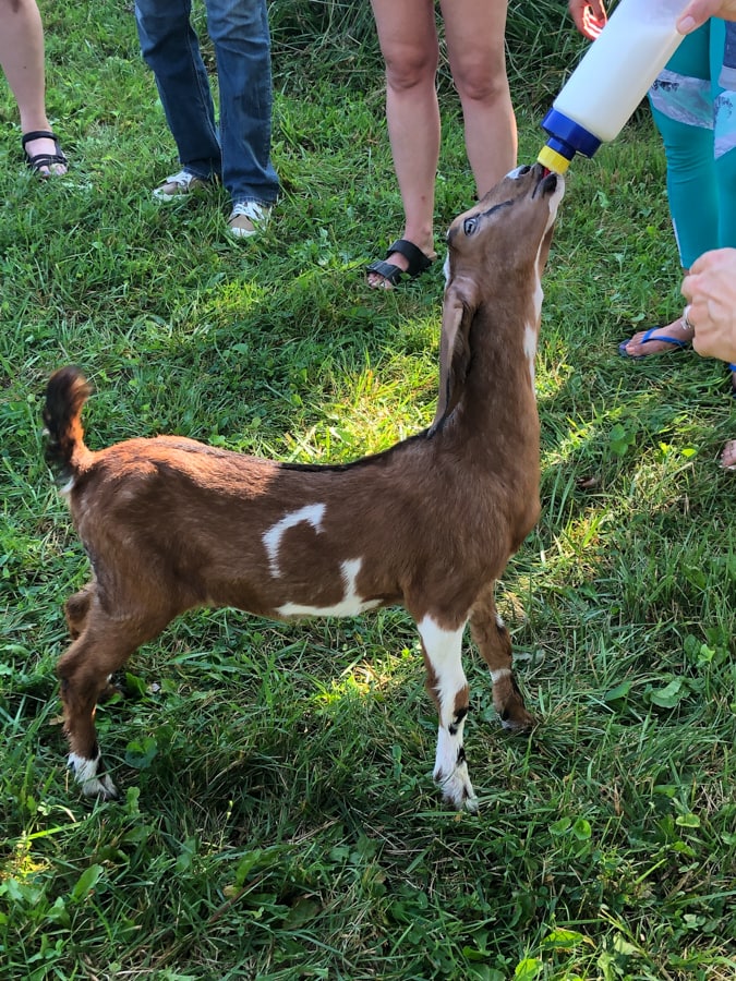 baby goat drinking from a bottle