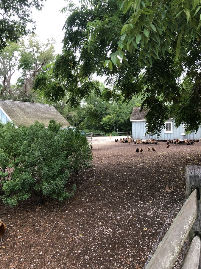 beach plum farm chickens