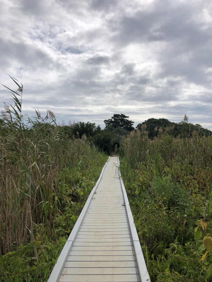 boardwalk nature walk cape may