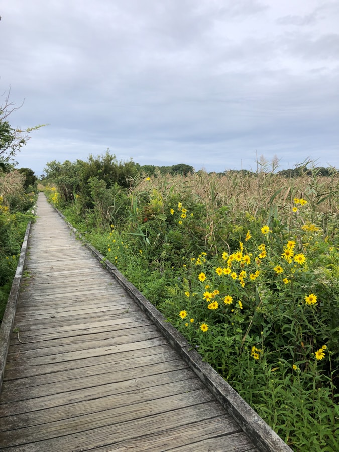 cape may nature walk
