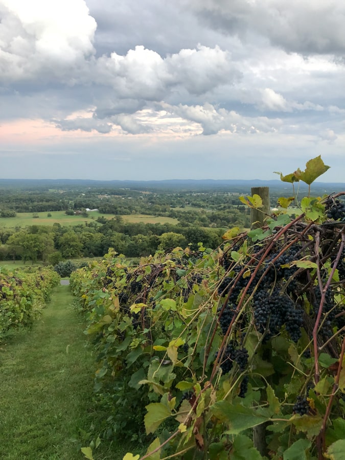 bluemont vineyard grape vines