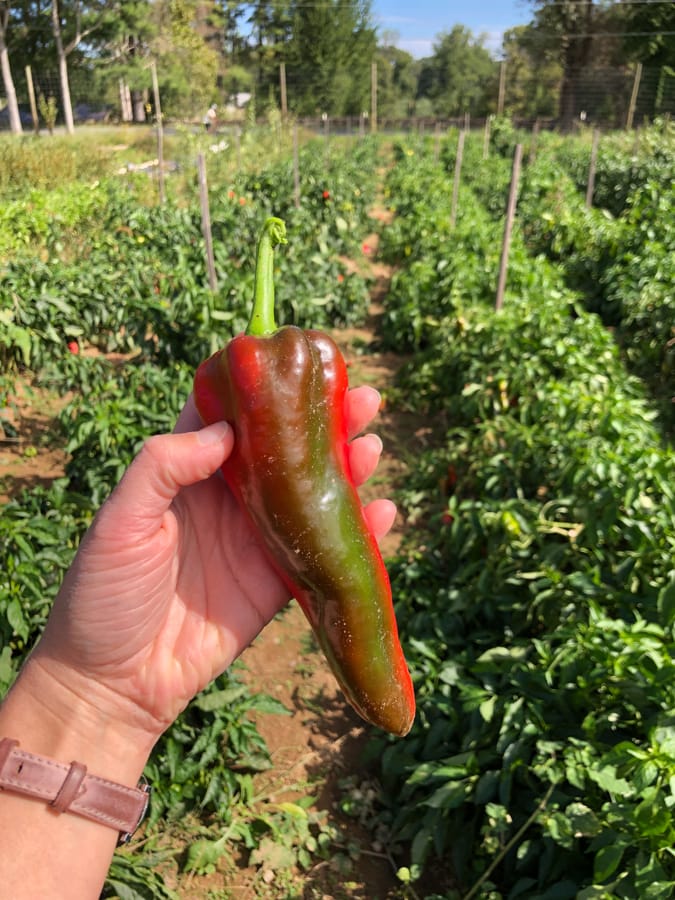 green pepper starting to turn red.