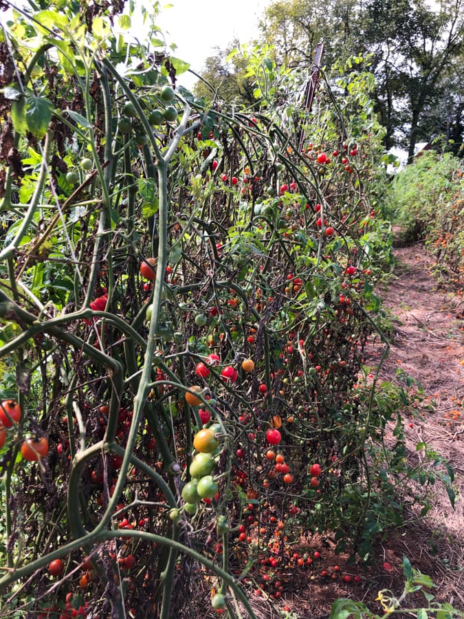 cherry tomatoes growing on trees.