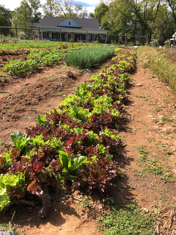 lettuce growing in a field.
