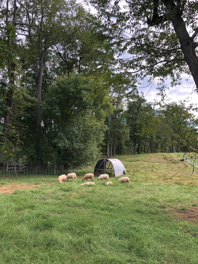 animals at gathering springs farm