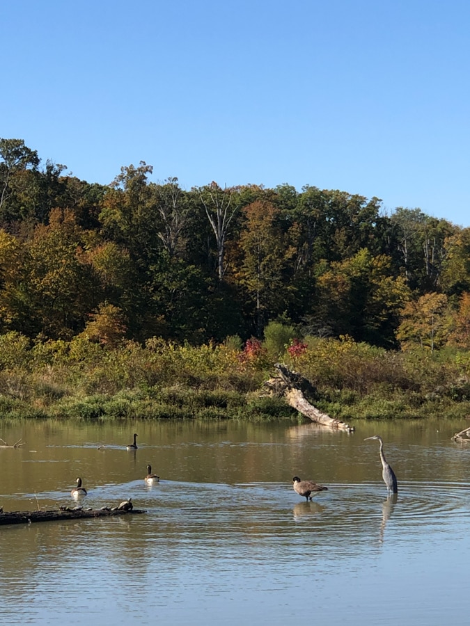 wildlife at huntley meadows park