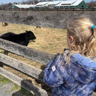 animals at frying pan farm park