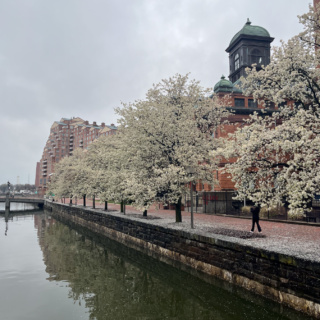 flowering trees along the water in baltimore
